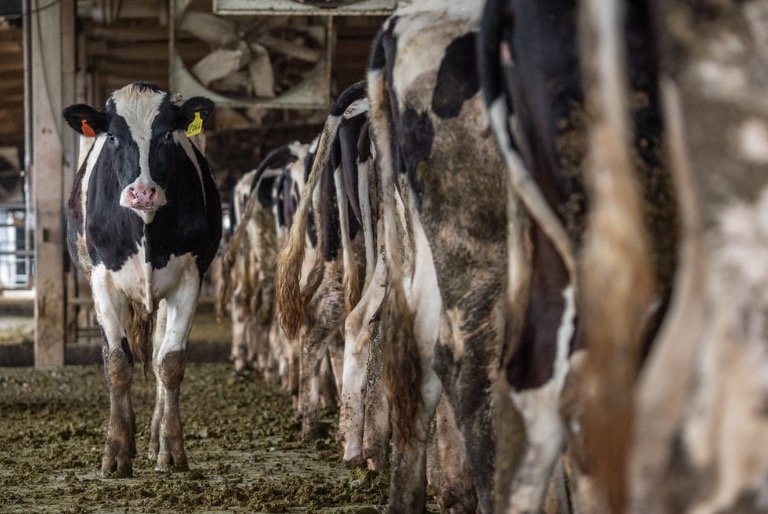 Farm Cows by Jo-Anne McArthur